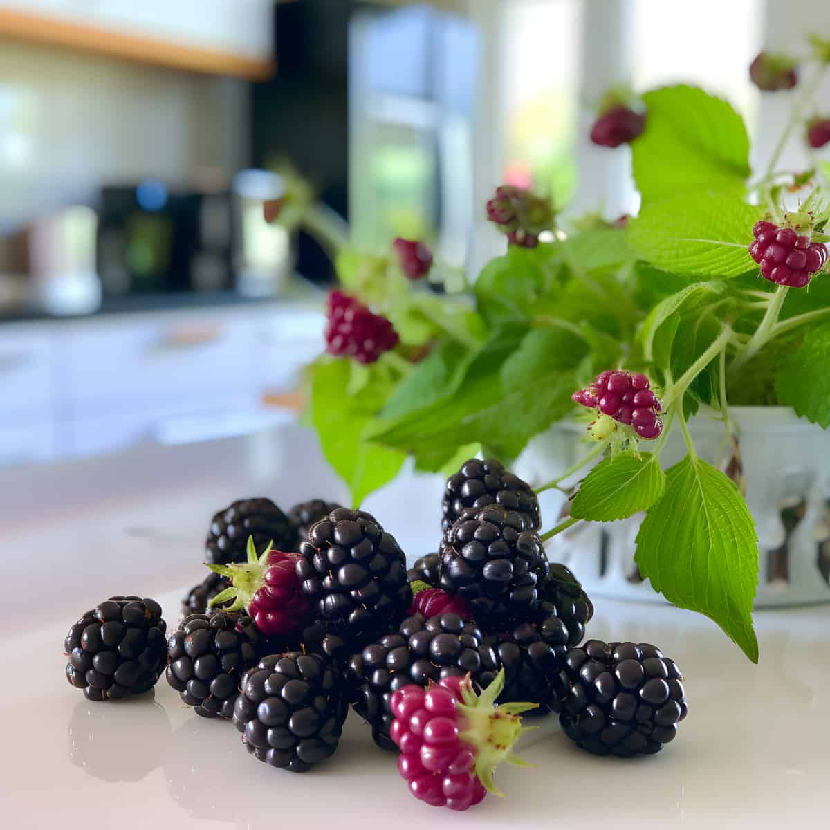 Garden Dewberries on a kitchen counter