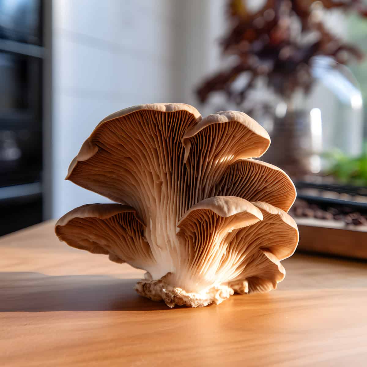 Wood Ear Mushrooms on a kitchen counter