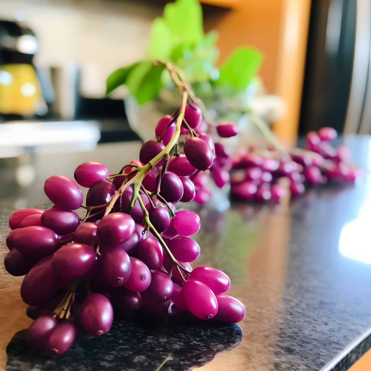 Darwins Barberry on a kitchen counter