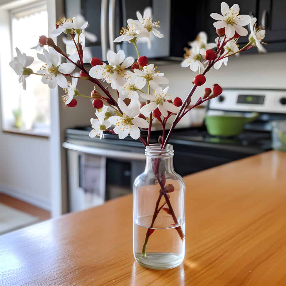 Low Serviceberry on a kitchen counter