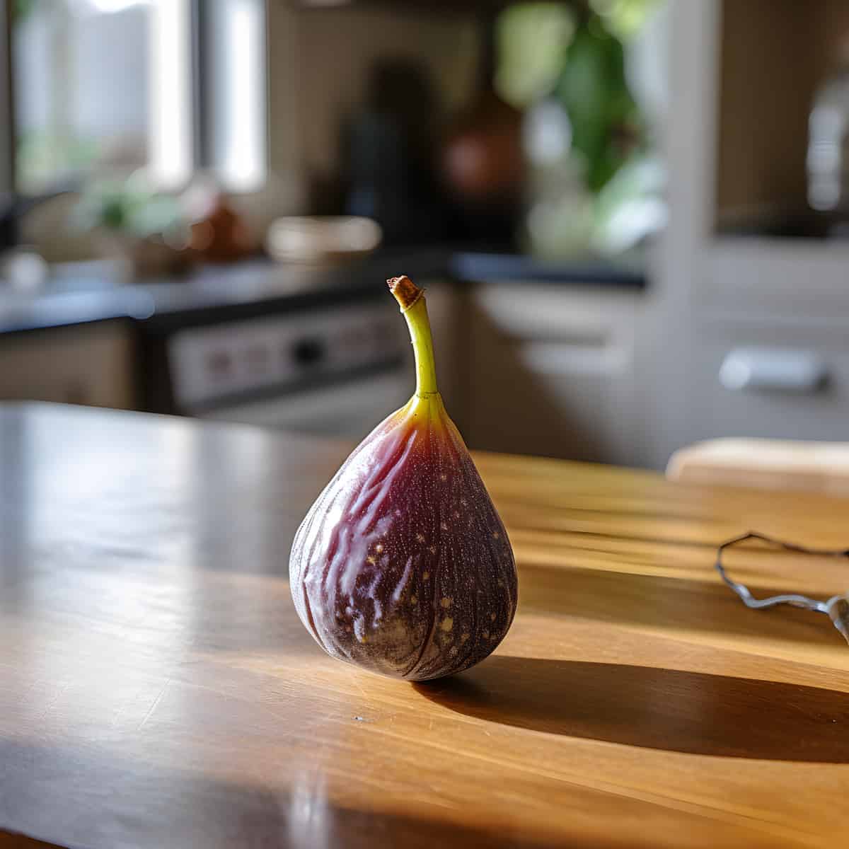 River Sandpaper Fig on a kitchen counter