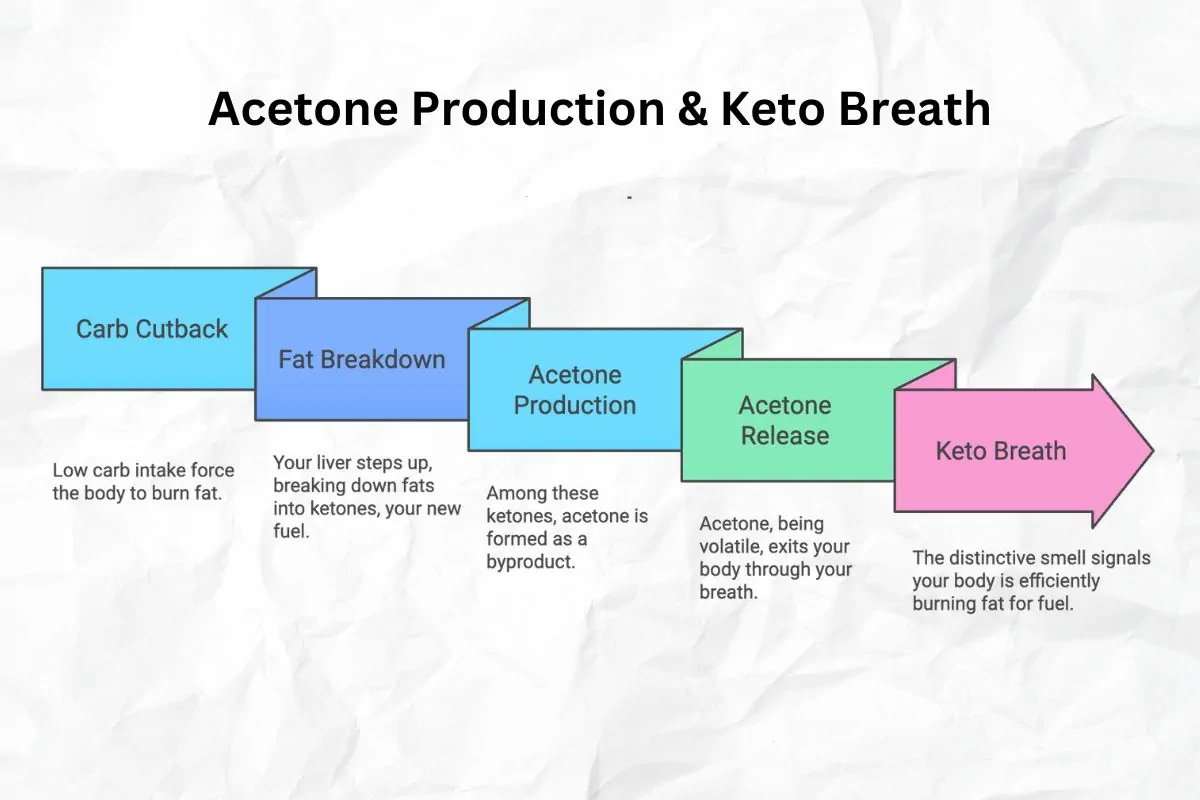 An infographics showing acetone production and keto breath.