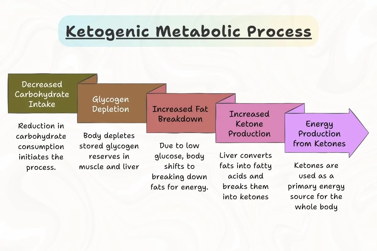 An infographic showing metabolic process in ketogenic diet.