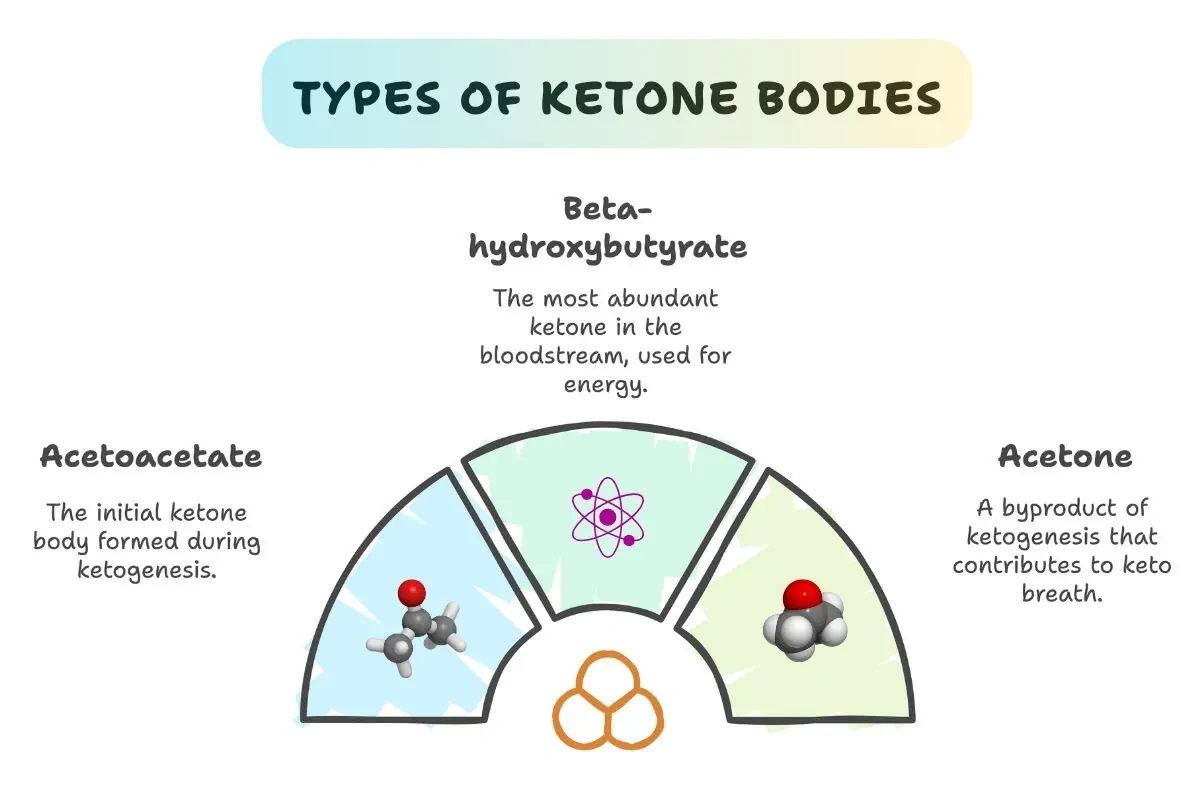 Different types of ketone bodies explained.